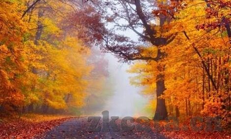 成人视频聊天-成人视频聊天，现代社交的新维度与边界探索